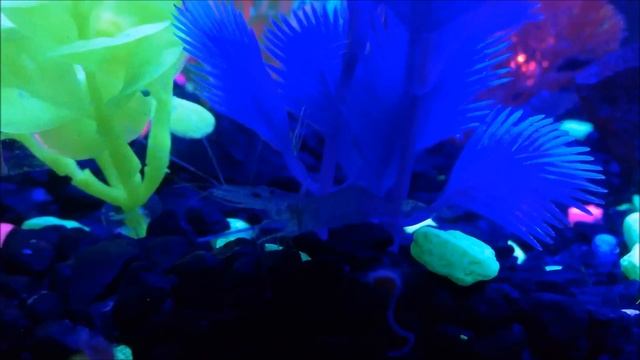 My Glofish Aquarium! смотреть онлайн