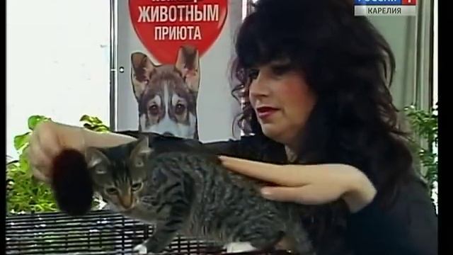 "Все оттенки кошачьего" можно увидеть в Петрозаводске смотреть онлайн
