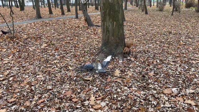 Холодные будние дни белок смотреть онлайн