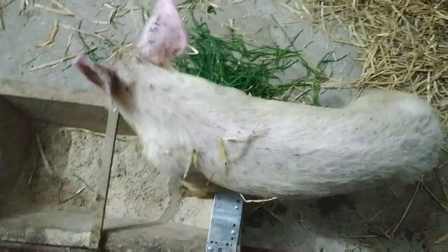 Спасаем ландраса. Допустил ошибку при заселении поросят.Переделка заброшенного сарая под свинарник. смотреть онлайн