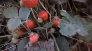 Самый урожайный сорт 19 года  - " Хуми Гранде".