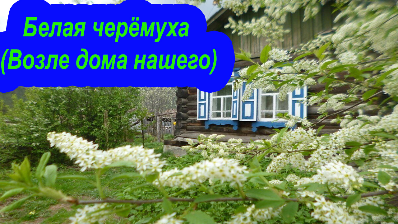 Белая черемуха (возле дома нашего) смотреть онлайн