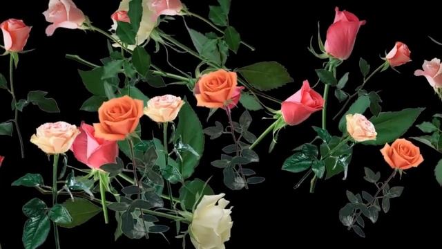 Футаж розы 8 Proshow producer free, смотреть онлайн