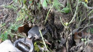 Посадка хризантемы весной в открытый грунт