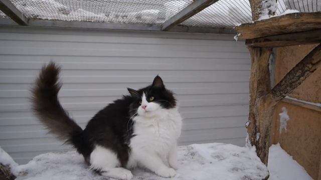 Норвежский лесной котенок Дизель, 7 месяцев, fashionpeak.ru смотреть онлайн