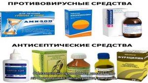 Понос у цыплят бройлеров: лечение и профилактика