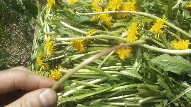 ☼Одуванчик( русский женьшень) для приготовления чая ставим ферментироваться на солнце смотреть онлайн