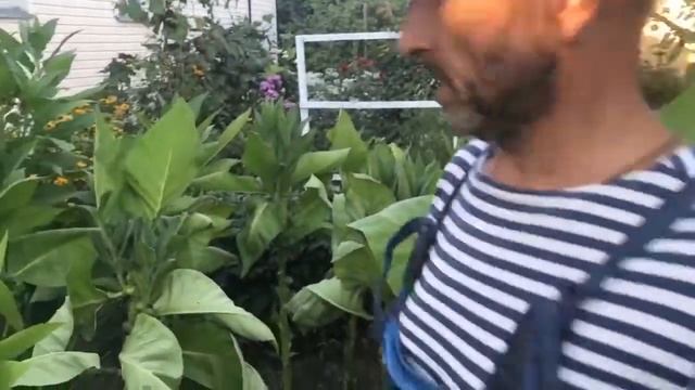 КАК ВЫРАСТИТЬ ТАБАК У СЕБЯ НА ОГОРОДЕ смотреть онлайн