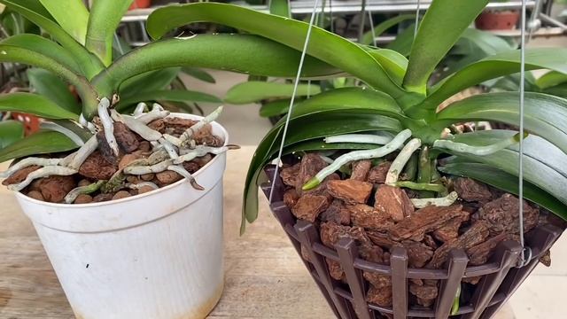 Nên Chú Ý Điều Này Với Rễ Trên Không Cây Lan Sẽ Có Nhiều Hoa Và Rễ Khoẻ смотреть онлайн