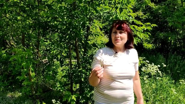 Чабрец, польза и заготовка смотреть онлайн
