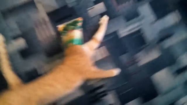 Лаврушка тоже штырит:)