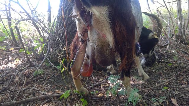 Удаление плаценты после родов у козы. смотреть онлайн
