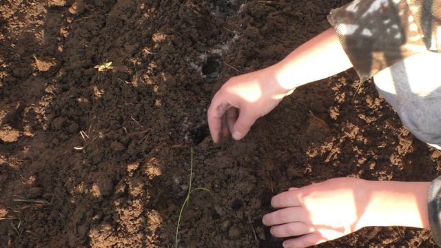 Лук (ч.11), высадка рассады лука из семян в грунт. 04.05.2015г. смотреть онлайн