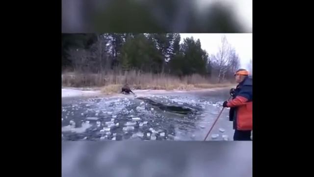 Сборка спасения животных #1 смотреть онлайн