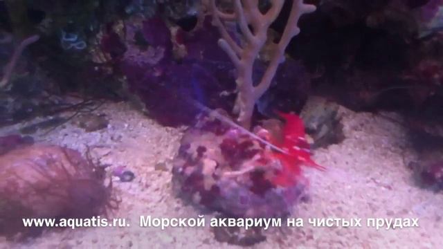 Морской Аквариум-Океанариум на Чистых прудах смотреть онлайн