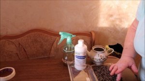 ГАЙЛАРДИЯ: СЕКРЕТЫ ПОСЕВА НА РАССАДУ. ВСХОДЫ ГАЙЛАРДИИ