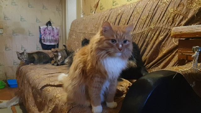 Птицы, кошки и собака. Расслабляющее видео смотреть онлайн