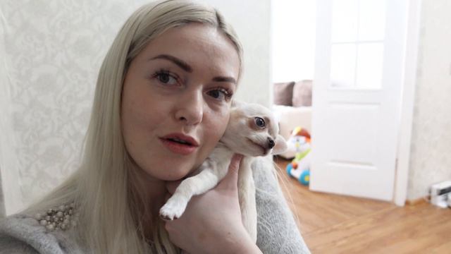 Чихуахуа и ребёнок в одном доме. Спим, едим, снимаем ТикТок/Chihuahua and baby. Sleep, food, tiktok смотреть онлайн