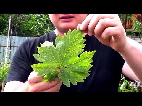 Болезни винограда. Антракноз