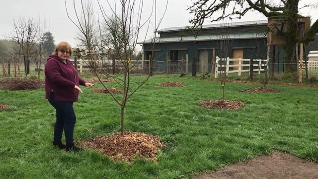 Польза Древесной Щепы в Огороде (wood chips) смотреть онлайн