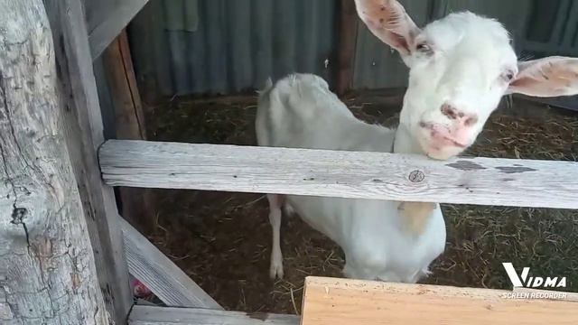 коза Катя из прошлого смотреть онлайн