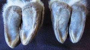 Почему горные козлы не падают с отвесных скал