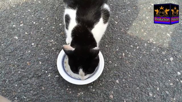 Amazing Facts about Cats ? ? In Urdu 2023 || Bili ( Cats ?) K Baray main Dilchasp Maloomat смотреть онлайн
