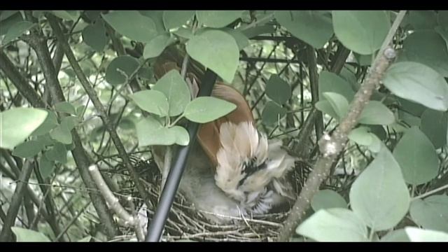Cardinal rouge, ponte. смотреть онлайн