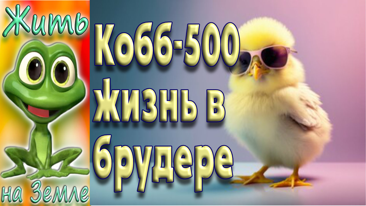 Молодняк кобб-500. Жизнь в брудере.