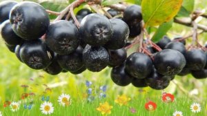 Арония сливолистная Черноплодная рябина Арон ? Посадка и уход. крупномеры аронии: особенности сорта