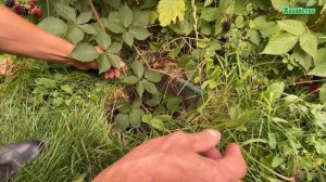 Размножение ежевики - 100% приживаемость. Простой и быстрый способ.