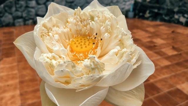 Выращивание водных лотосов своими руками, как лотусы могут расти в водоёме и вазоне? смотреть онлайн