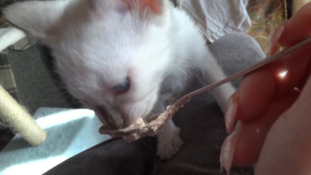 тайская кошка шоколад поинт(певица) смотреть онлайн