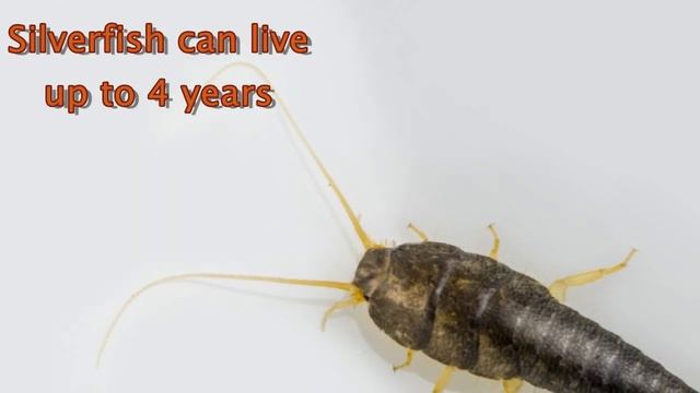 Silverfish Damage to Books and Archives смотреть онлайн