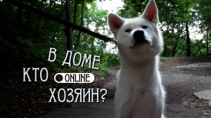 ХОТИТЕ ЗАВЕСТИ СОБАКУ АБОРИГЕННОЙ ПОРОДЫ? ГОТОВЬТЕСЬ К ИСПЫТАНИЯМ!