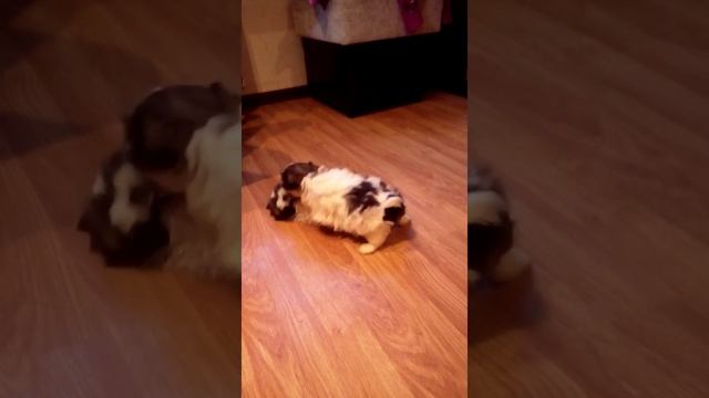 Мой малыш шитцу смотреть онлайн
