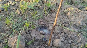 Жук стригун, он же кравчик, он же стригунец и борьба с ним