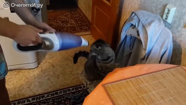 Котяра тащится от пылесоса 1 смотреть онлайн