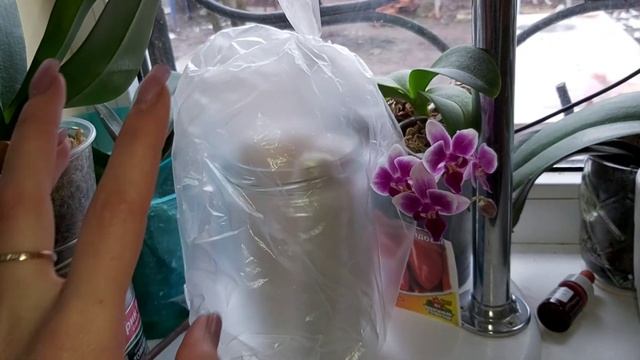 Опять СНЕГ ? Семена в УЛИТКУ/ Перепелам Селадон быть/ Карен ест ОРХИДЕИ смотреть онлайн