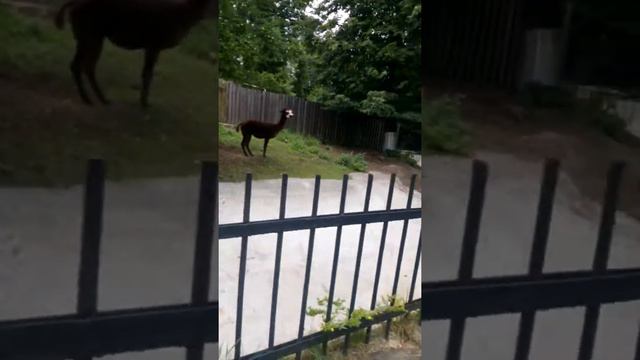 Зоопарк в москве смотреть онлайн