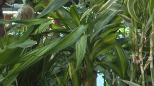 Драцены. Разновидности, секреты выращивания, формировка