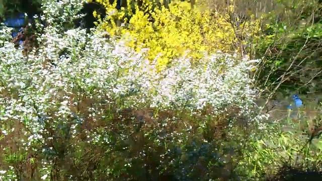 Spiraea arguta dancing with the wind смотреть онлайн
