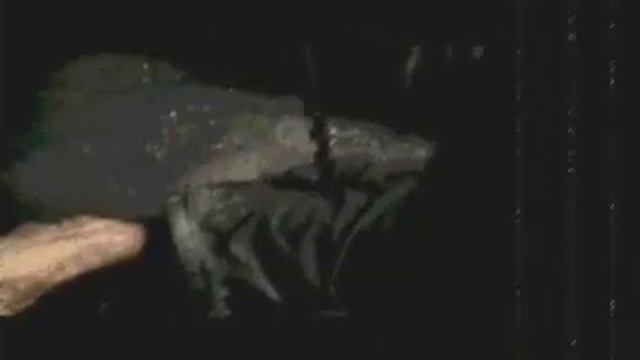 Cannibal Corpse-I Cum Blood