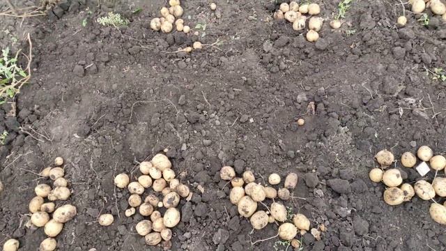 Урожайность семенного картофеля Барселона 2021 год смотреть онлайн