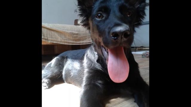 Варвара Петровна смотреть онлайн