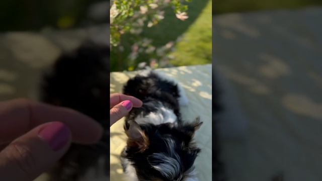 Бивер🎀 Дина🎀10.06.23 #puppy #biewerterrier #biewer #dog #doglover #yorkshire #yorkie #york