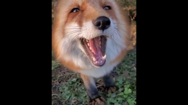 Videos Graciosos 51. - Смешные Видео 51. смотреть онлайн