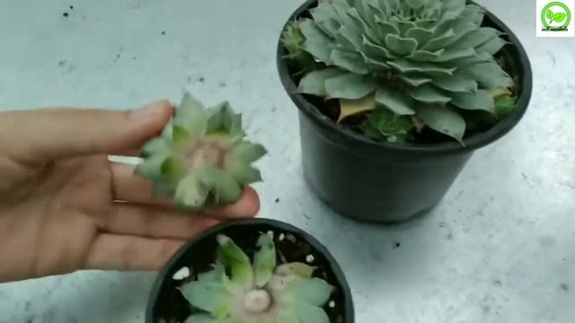 I explained the best method of propagating Sempervivum tectorum in this video. {cactisucculen} смотреть онлайн