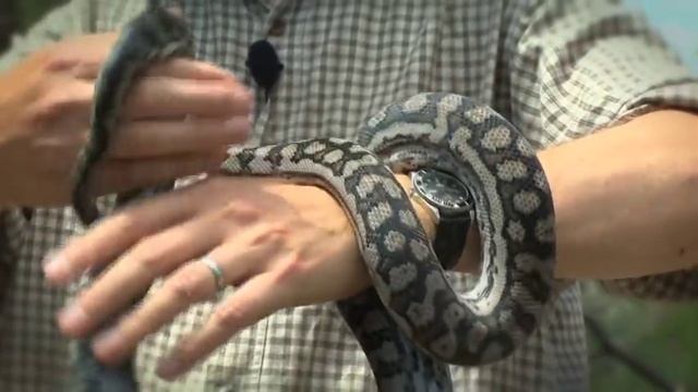The Murray-Darling Carpet python - with Dr Dave смотреть онлайн