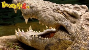 Деагостини Крокодилы и КО Макси Нильский крокодил распаковка Deragostini Liska Show